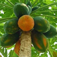 Cách chữa sỏi mật bằng đu đủ xanh vừa ĐƠN GIẢN vừa HIỆU QUẢ ngay tại nhà