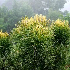 Hướng dẫn cách dùng Cây giao trị viêm xoang hay nhất 2021