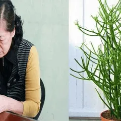 Cây giao chữa viêm xoang CÓ AN TOÀN KHÔNG?