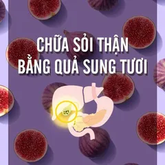 MÁCH BẠN cách chữa sỏi thận bằng quả sung hiệu nghiệm NGAY TẠI NHÀ