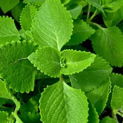 8 Meo tri viem mui di ung dành cho người mới không cần dùng thuốc