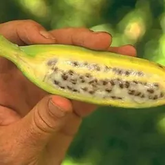 Chuối hột trị bệnh sỏi thận có thực hiệu quả như lời đồn từ trước giờ???