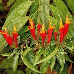 Cách sử dụng cây xương khỉ trị viêm xoang