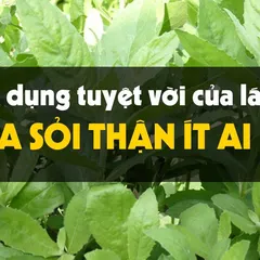 Lá từ bi chữa sỏi thận HIỆU QUẢ BẤT NGỜ chỉ 10% người Việt hay biết