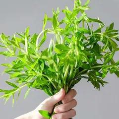 Mách bạn cách trị sỏi thận bằng rau ngổ RẤT LÀ DỄ DÀNG THỰC HIỆN