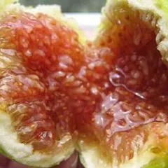 Trị sỏi mật bằng trái sung - Giải pháp có thực sự hiệu quả?