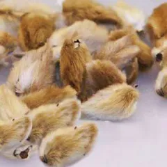 Điểm danh những Cây thuốc chữa viêm xoang hiệu quả