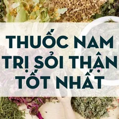 Y DƯỢC SĨ TỎNG HỢP 10 loại thuốc nam trị sỏi thận TỐT NHẤT 2021