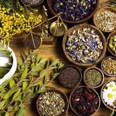 TOP 5 Thuốc xịt mũi thảo dược hiệu quả được tin dùng năm 2021