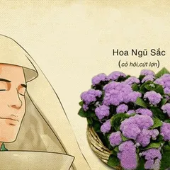 Cây cứt lợn chữa xoang hiệu quả có phải thật hay là không?