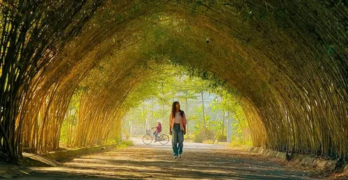 Khám Phá RẶNG TRE TUYỆT ĐẸP Ở THÁI BÌNH: Thiên Đường Xanh Giữa Lòng Quê
