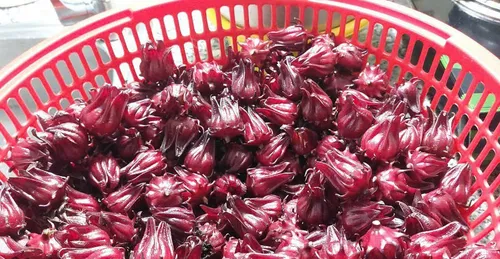 HOA ATISO ĐỎ - CẢI THIỆN SỨC KHỎE VÀ LÀM ĐẸP TỰ NHIÊN