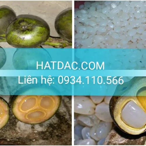 Hạt Đác Tươi - Hạt Dẻo, Không Cứng