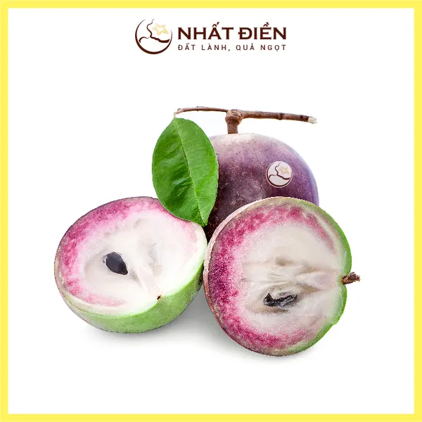 Vú Sữa Tím Nhất Điền