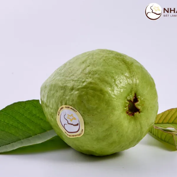 Ổi giống Đài Loan Nhất Điền