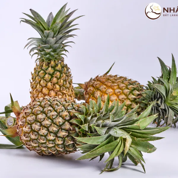 Thơm/ Dứa Nhất Điền