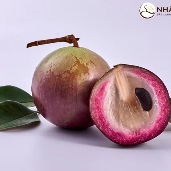 Vú Sữa Tím Nhất Điền