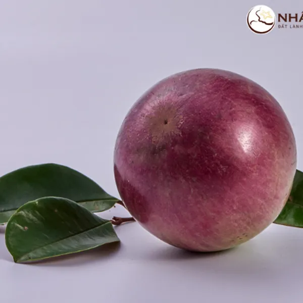 Vú Sữa Tím Nhất Điền