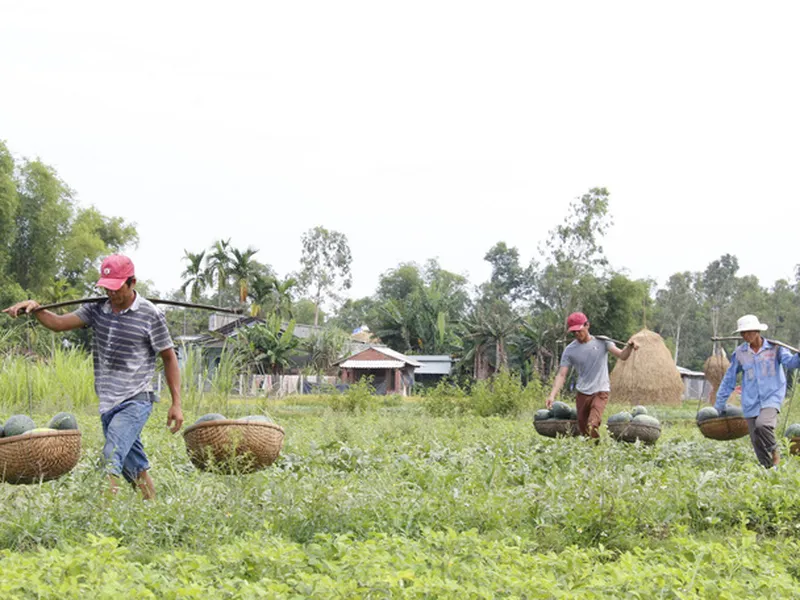NHẤT ĐIỀN THAM GIA TÍCH CỰC VÀO CHIẾN DỊCH GIẢI CỨU DƯA HẤU GIÚP BÀ CON TỈNH QUẢNG NAM