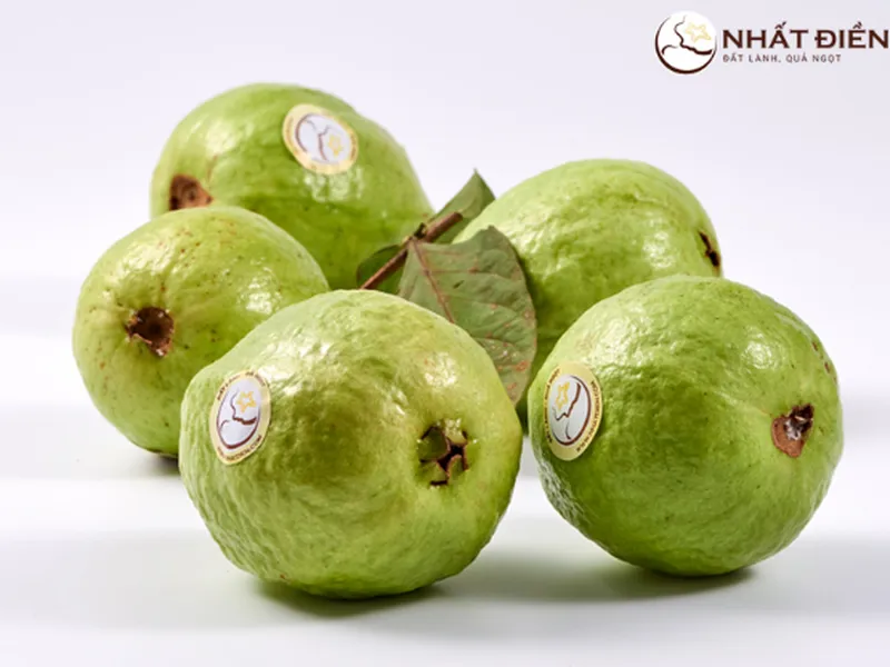 CÂU CHUYỆN MÙA ỔI NHẤT ĐIỀN