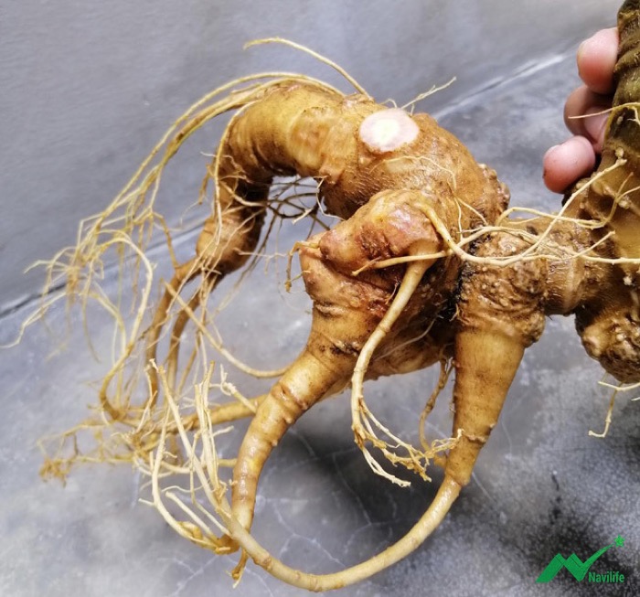 công dụng của sâm ngọc linh công dụng của sâm ngọc linh