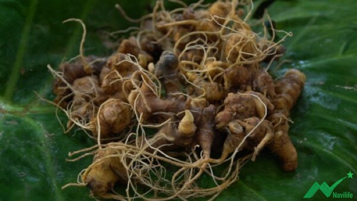 công dụng của sâm ngọc linh công dụng của sâm ngọc linh