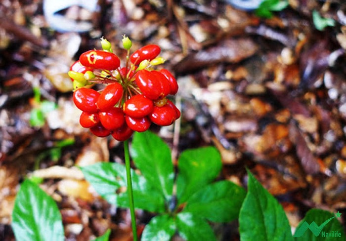 Công dụng Sâm Ngọc Linh Công dụng Sâm Ngọc Linh