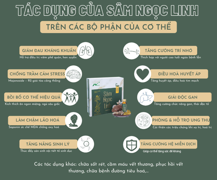 giá Sâm Ngọc Linh giá Sâm Ngọc Linh