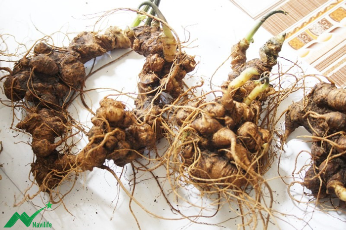 Phân biệt Sâm Ngọc Linh thật giả Phân biệt Sâm Ngọc Linh thật giả