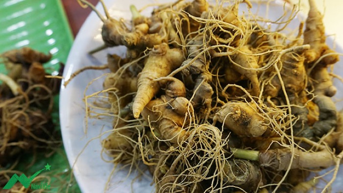 Phân biệt Sâm Ngọc Linh thật giả Phân biệt Sâm Ngọc Linh thật giả