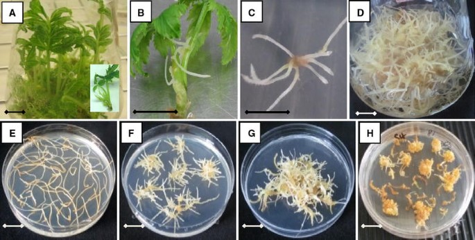 Quy trình tạo rễ tơ từ cây sâm ngọc linh  Quy trình tạo rễ tơ từ cây sâm ngọc linh