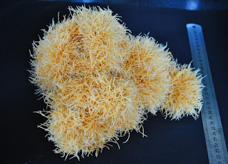 Sâm Ngọc Linh là gì? Sâm Ngọc Linh là gì?