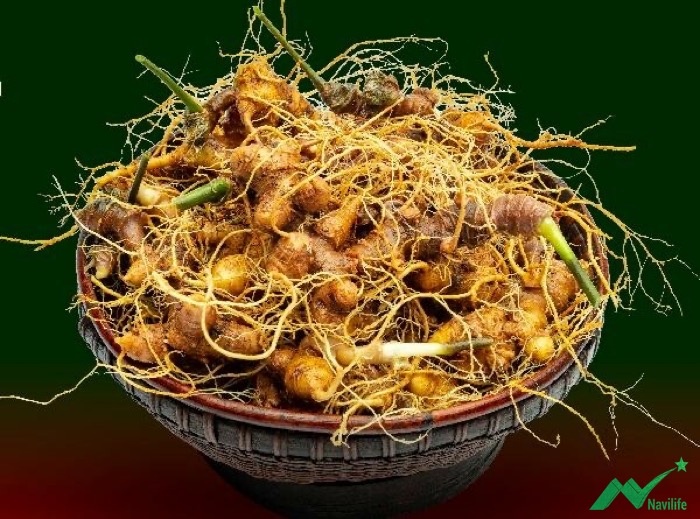 Sâm Ngọc Linh có tác dụng gì Sâm Ngọc Linh có tác dụng gì