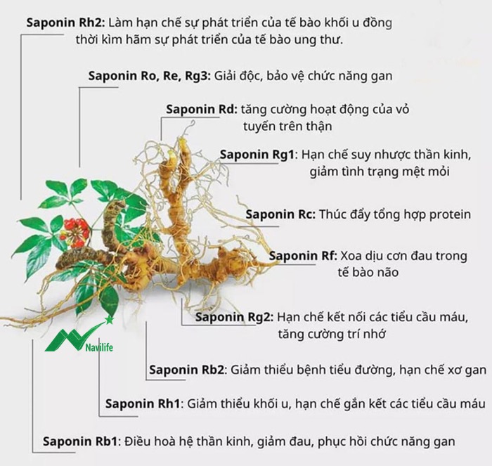 Sâm Ngọc Linh Sâm Ngọc Linh