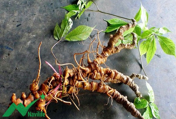 Sâm Ngọc Linh Sâm Ngọc Linh