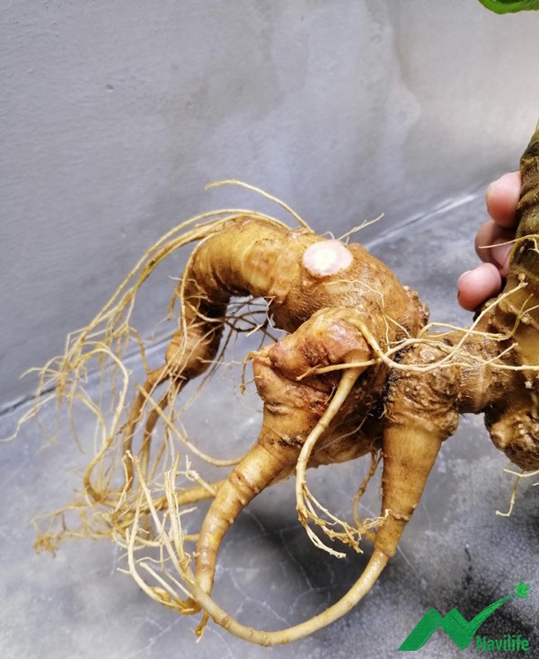 Sâm Ngọc Linh Sâm Ngọc Linh