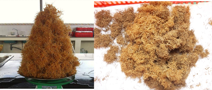 Sinh khối rễ sâm ngọc linh Sinh khối rễ sâm ngọc linh