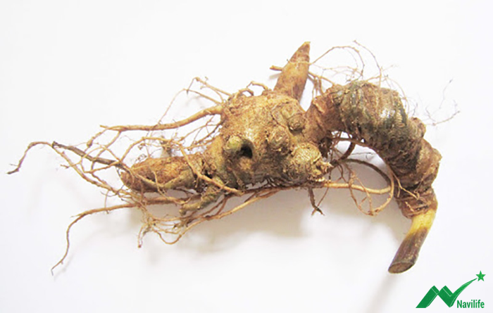 Tác dụng của sâm ngọc linh đối với phụ nữ Tác dụng của sâm ngọc linh đối với phụ nữ