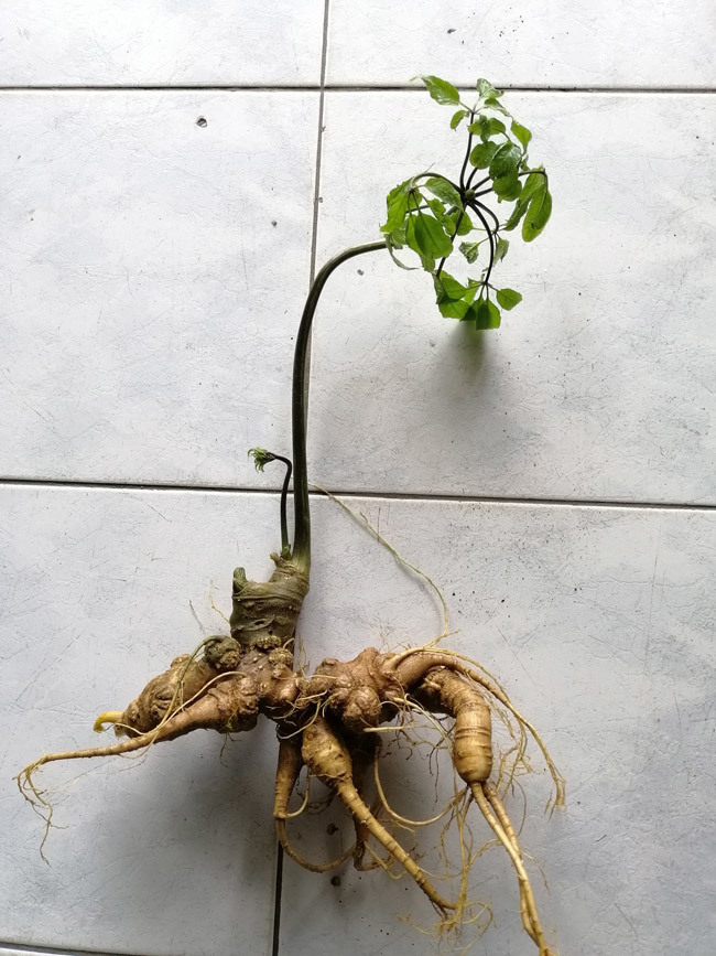 Sâm Ngọc Linh là loại dược liệu quý tại Việt Nam, được nhiều người săn đón và sẵn sàng bỏ vài chục hoặc vài trăm triệu đồng để có thể sở hữu chúng Sâm Ngọc Linh là loại dược liệu quý tại Việt Nam, được nhiều người săn đón và sẵn sàng bỏ vài chục hoặc vài trăm triệu đồng để có thể sở hữu chúng