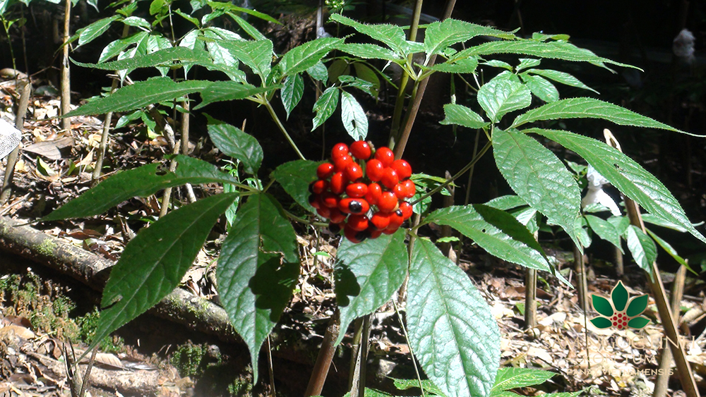 Bên trong sâm ngọc linh có chứa các dưỡng chất có tính dược học cao, mang đến nhiều tác dụng tuyệt vời cho sức khỏe Bên trong sâm ngọc linh có chứa các dưỡng chất có tính dược học cao, mang đến nhiều tác dụng tuyệt vời cho sức khỏe