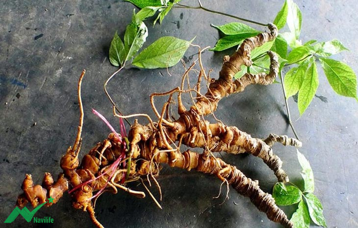 tác dụng của Sâm Ngọc Linh tác dụng của Sâm Ngọc Linh