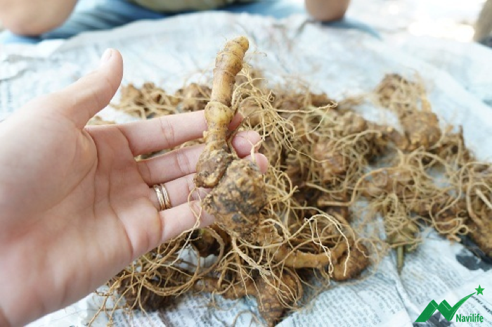 tác dụng của Sâm Ngọc Linh tác dụng của Sâm Ngọc Linh