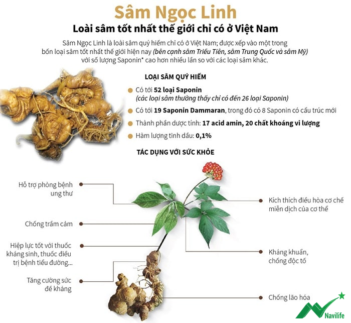 Tác dụng sâm ngọc linh Tác dụng sâm ngọc linh