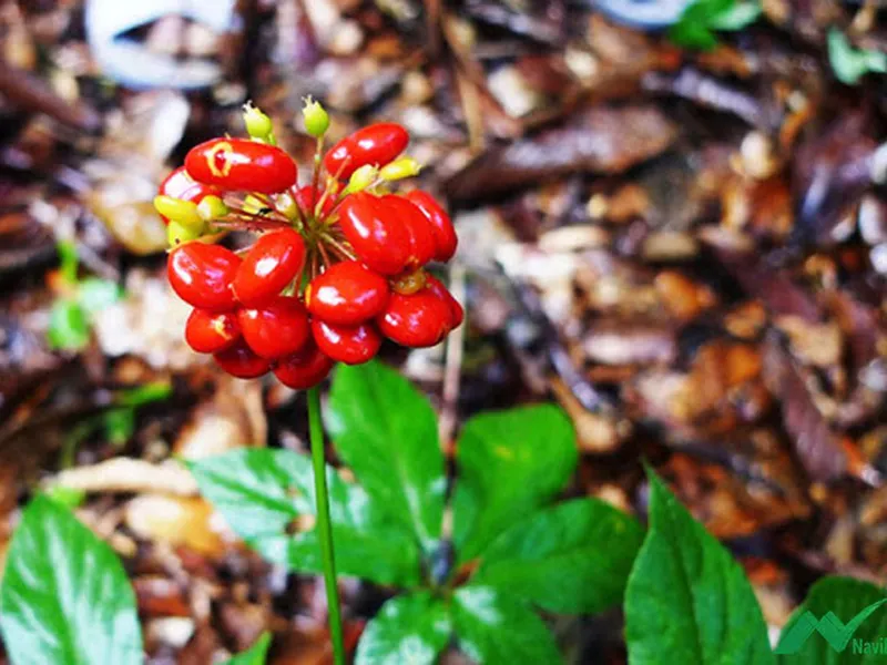 Công dụng Sâm Ngọc Linh, cách chế biến an toàn cho sức khỏe
