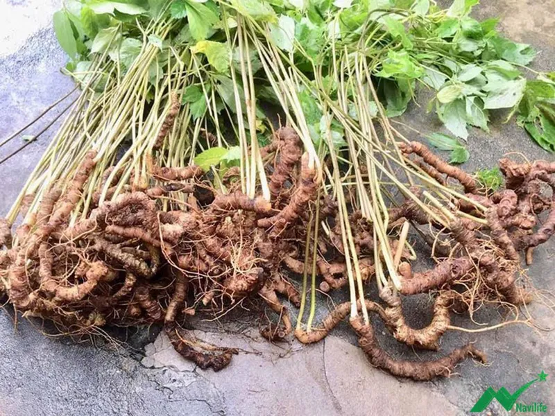 Tổng hợp cách phân biệt Sâm Ngọc Linh thật giả