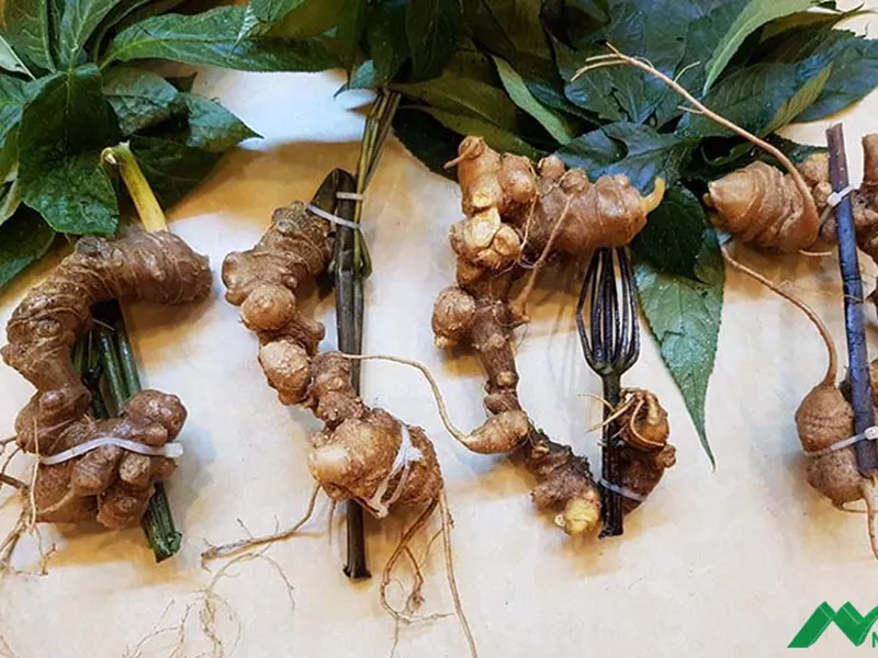 Giải mã: Sâm Ngọc Linh có tác dụng gì lại tạo nên sức hút như vậy?