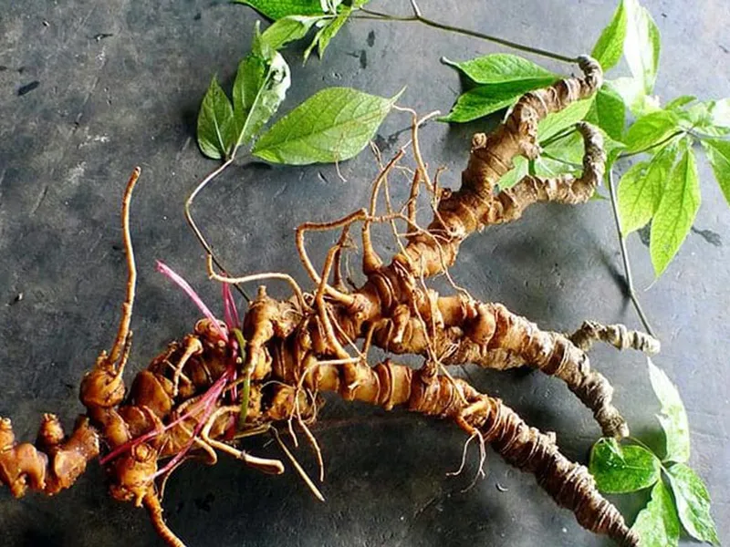 Nước uống rễ tơ Sâm Ngọc Linh có tác dụng gì? Người bị ung thư có sử dụng nước uống rễ tơ Sâm Ngọc Linh được không?