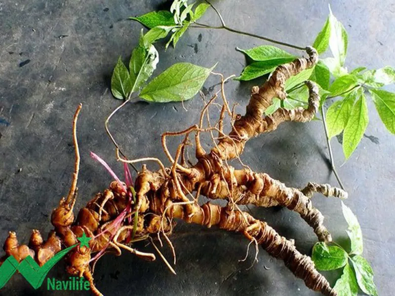 Sâm Ngọc Linh chữa được những bệnh gì?