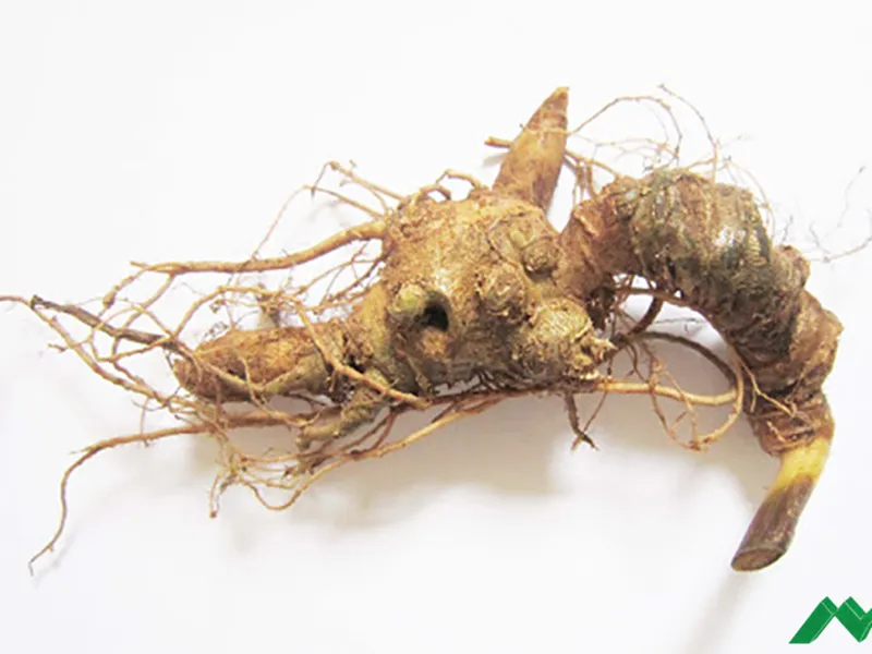 Thông tin chi tiết về Sâm Ngọc Linh - Cách dùng an toàn cho sức khỏe