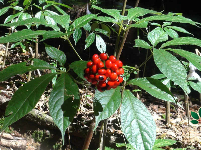 Các nhà khoa học đã chứng minh các tác dụng vượt trội của Sâm Ngọc Linh trên sức khỏe như thế nào?